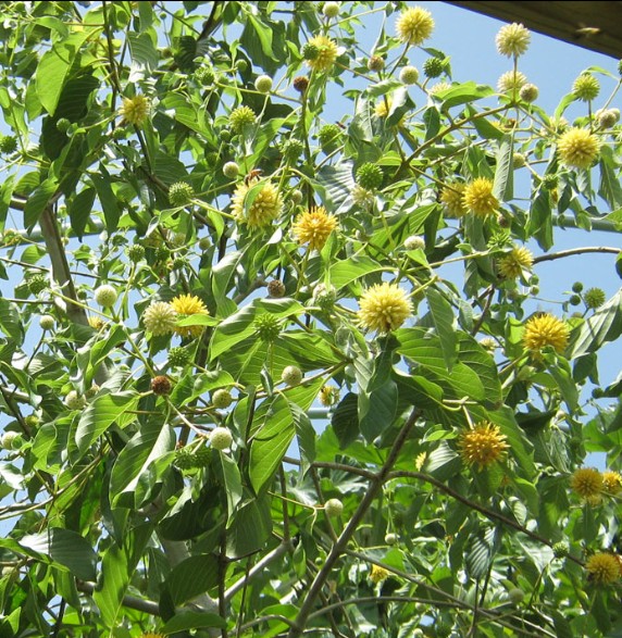 Kratom Strains
